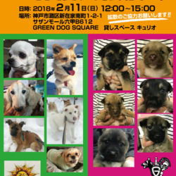 GREEN DOG SUQARE 譲渡会