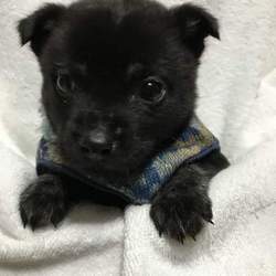 GREEN DOG SUQARE 譲渡会 サムネイル2