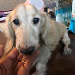 GREEN DOG SUQARE 譲渡会 サムネイル3