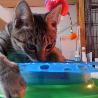 ダミ声のキジ猫♪オモチャ大好きナナちゃん♪