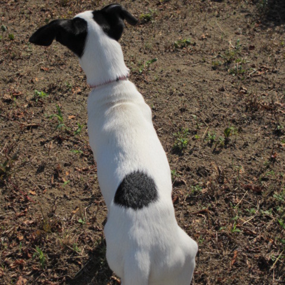 インティのカバー写真