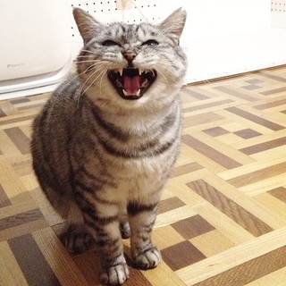 つらい幼少期を一緒に生きてきた2人(オス・メス)