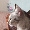 らんこうめ さん