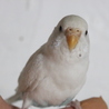 セキセイインコ サムネイル3