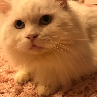 ブルーアイの白長毛 ごっ君
