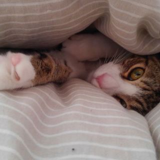 犬のようなしっぽ♪　テレビ大好き翼くん♪