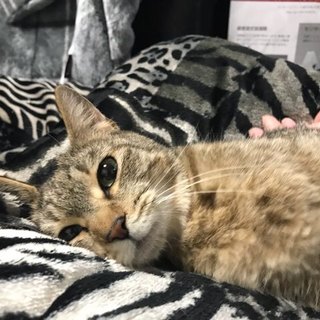 家族構成必須 キジトラ♀ 2歳