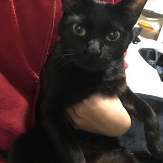 子ども苦手な黒猫♀