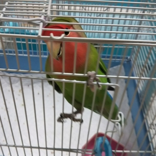 コザクラインコ。