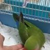 コザクラインコ。 サムネイル3