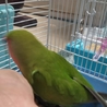 コザクラインコ。 サムネイル4