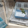 コザクラインコ。 サムネイル7