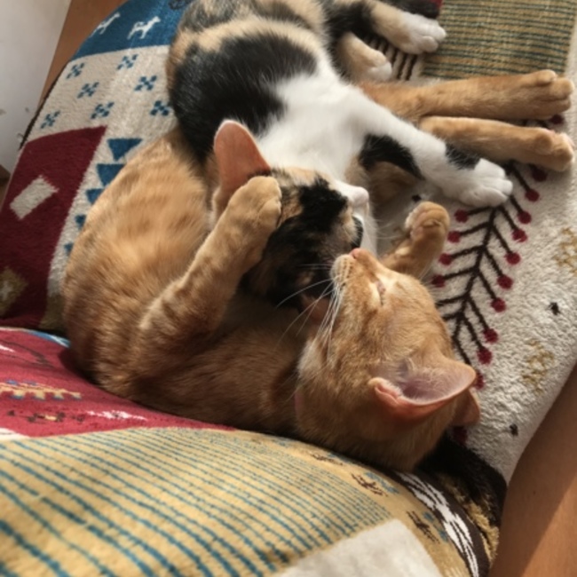 はなっち03のカバー写真
