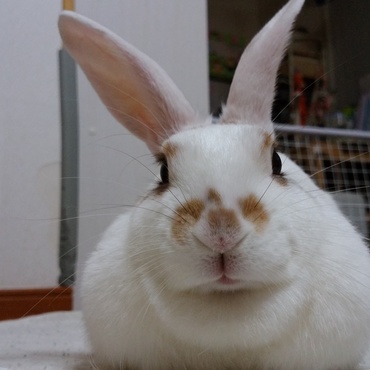 本当に親バカですが、ラッキーがますます美人（兎）になっているように思えて仕方ありません。