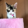 ゆず