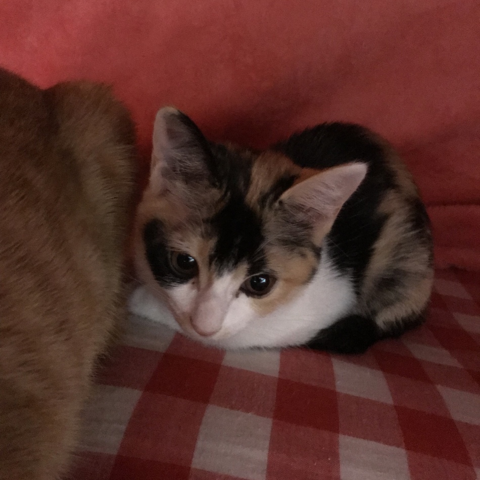 ゆずのカバー写真