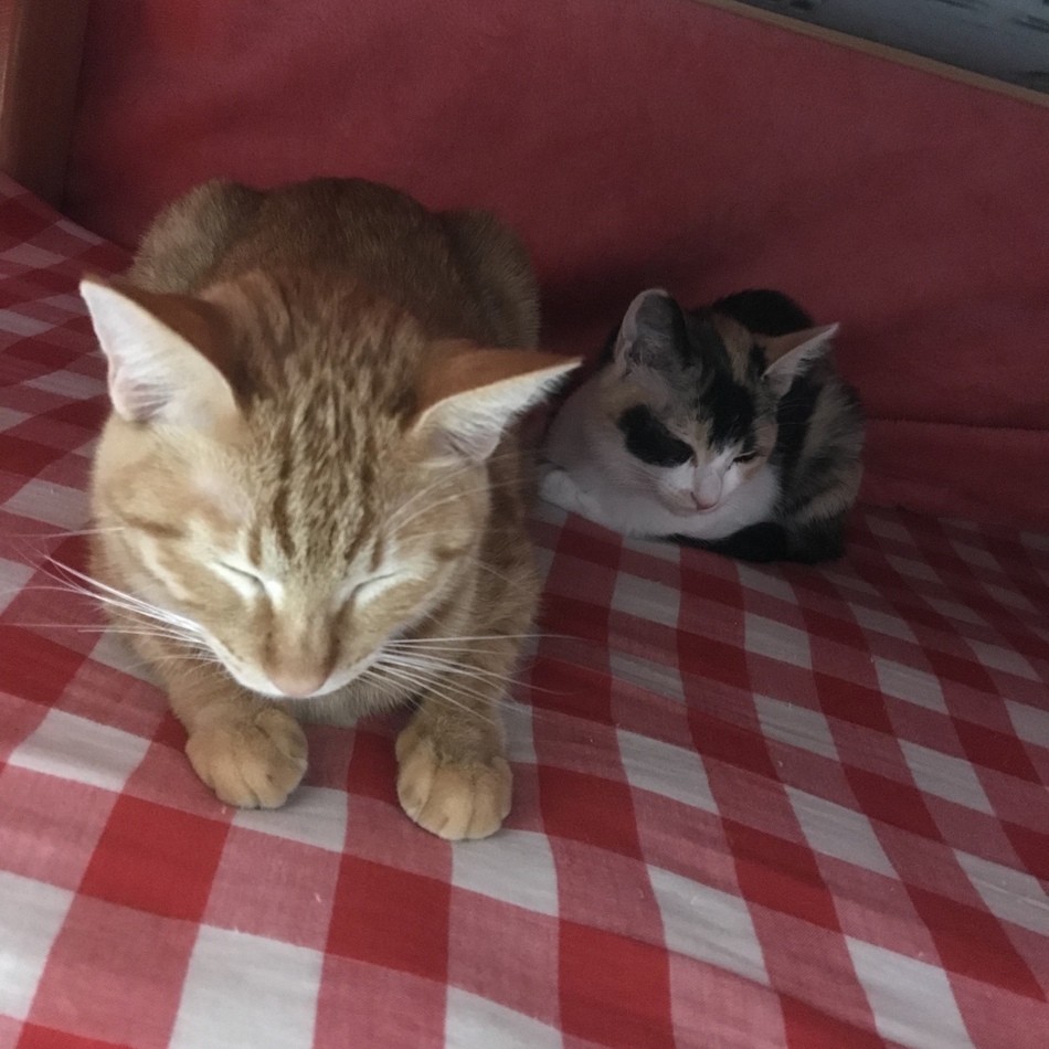 はなのカバー写真