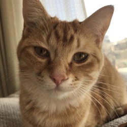 何回もくしゃみをします。猫風邪でしょうか?
