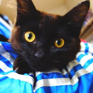 【募集一時停止中!】★人なれ抜群の半長毛黒子猫★