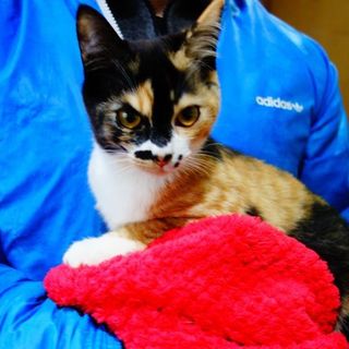 【募集一時停止中!】★元気な正統派三毛猫★