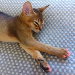 ソフトクロウ。