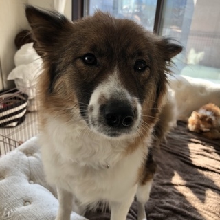 モフモフ系子犬のママ、１歳くらいです。