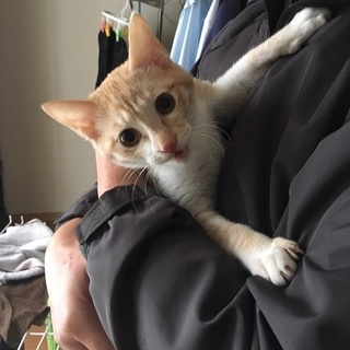 みーにょん君の家族になってください。