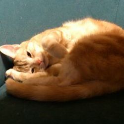 「３猫３様」サムネイル2