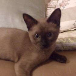 「３猫３様」サムネイル3