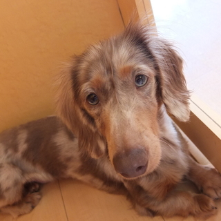 いそべえちゃん　推定3才♂