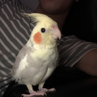 オカメインコ、コザクラインコ里親募集