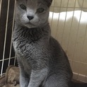 本当は甘えんぼうなロシアン