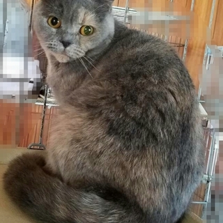 ご家族で飼っていただける方