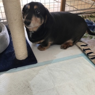 太めのダックス