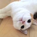 ゴロスリ三毛の小梅ちゃん