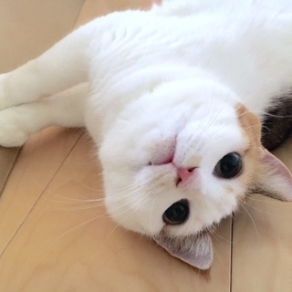 ゴロスリ三毛の小梅ちゃん