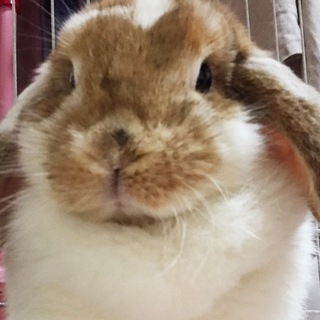 避妊手術済☆可愛いホーランドロップ女の子