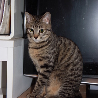 動画あり優しい顔立ちのキジ白去勢済