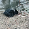 アルト 毎日、生え替わりでヌケヌケです。