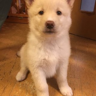 生後１～２ヶ月程度オス①