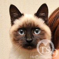 チュプ・ノンノ