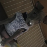 Elfi