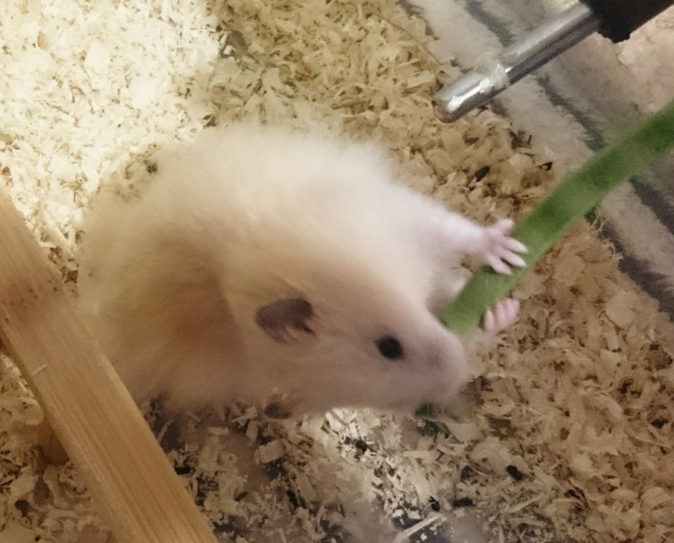 キンクマロングヘアーハムスター 神奈川県 小動物の里親募集 ペットのおうち 月間利用者150万人