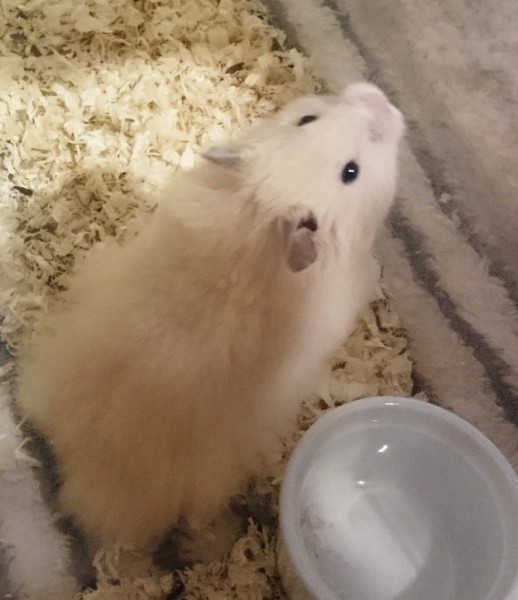 キンクマロングヘアーハムスター 神奈川県 小動物の里親募集 ペットのおうち 月間利用者150万人