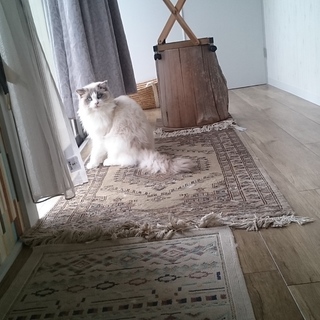 応募多数のため締め切らせていただきます