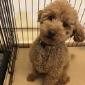 一歳半の元気なトイプードル♂