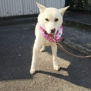 家族として迎えてください。