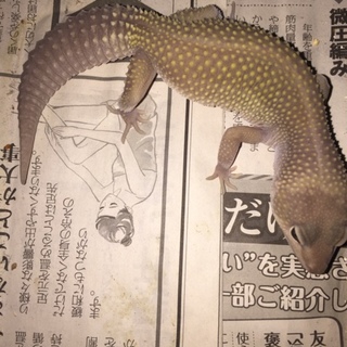 ヒョウモントカゲモドキ 「ブリザード」