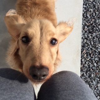 Mダックスのオス大人しい子です。