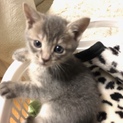 1月生まれ子猫ちゃん2匹